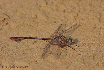 Gomphurus hybridus, male